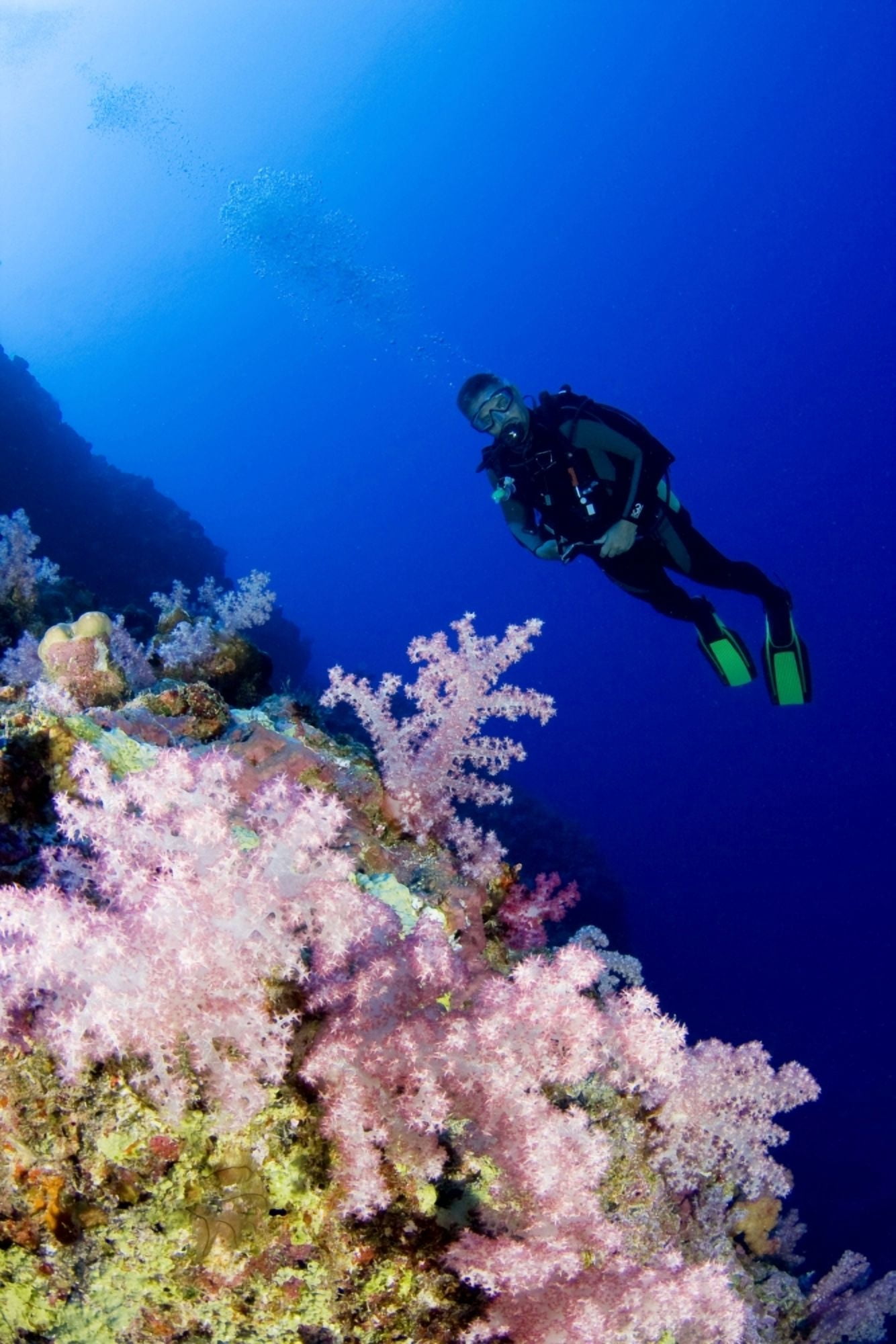 Micronesia Yap Acyonarian Coral Illuminated With Diver Above Canvas Art - Dave Fleetham Design Pics (11 x 17)