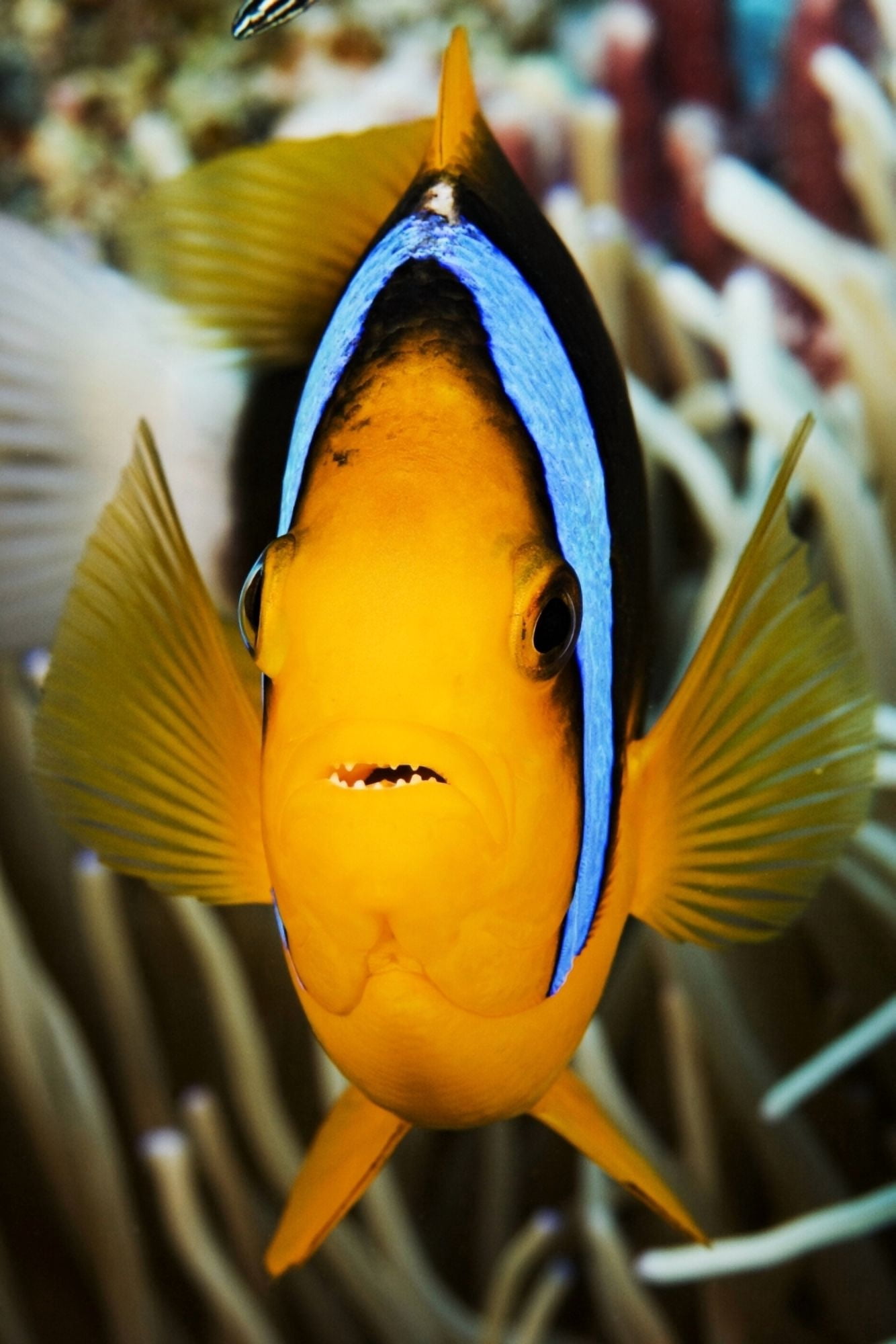 Micronesia Yap Clarks Anemonefish (Amphiprion Clarkii) Canvas Art - Dave Fleetham Design Pics (11 x 17)