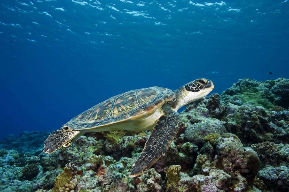 Micronesia Yap Green Sea Turtle (Chelonia Mydas) Over Coral Reef Canvas Art - Dave Fleetham Design Pics (17 x 11)