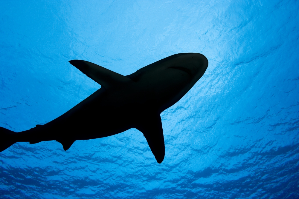 Micronesia Yap Silhouette Of A Grey Reef Shark (Carcharhinus Amblyrhynchos) Canvas Art - Dave Fleetham Design Pics (34 x 22)