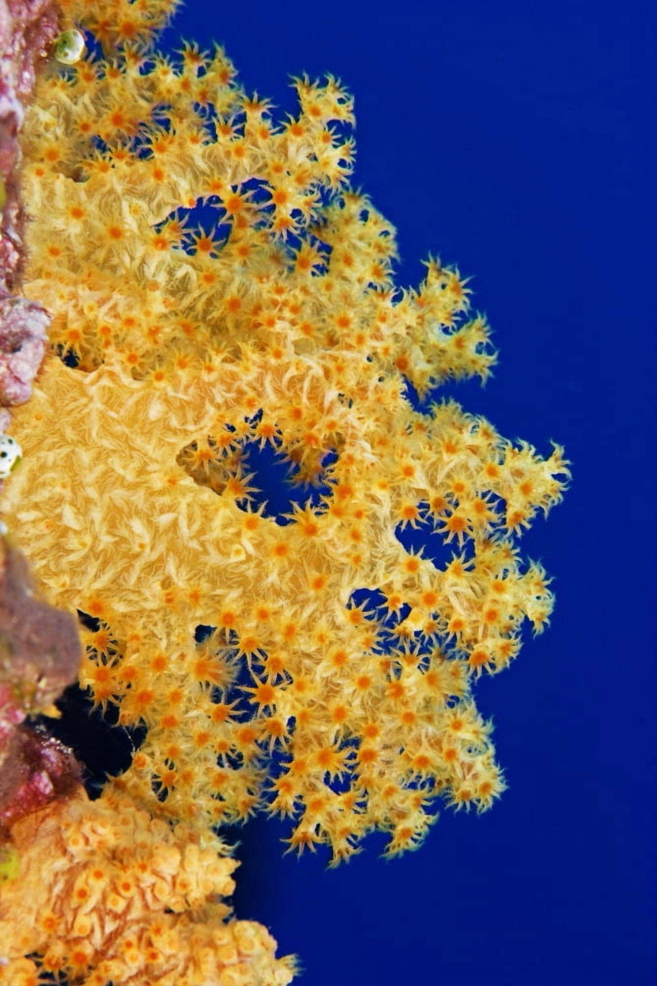Micronesia Yap Soft Alcyonarian Coral (Dendronephthya Sp) Illuminated In Ocean Canvas Art - Dave Fleetham Design Pics (11 x 17)