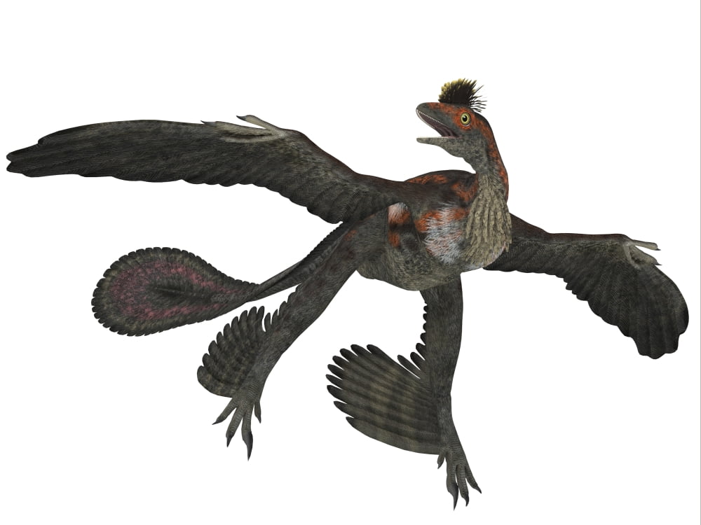 Microraptor dinosaur Canvas Art - Corey FordStocktrek Images (33 x 25)