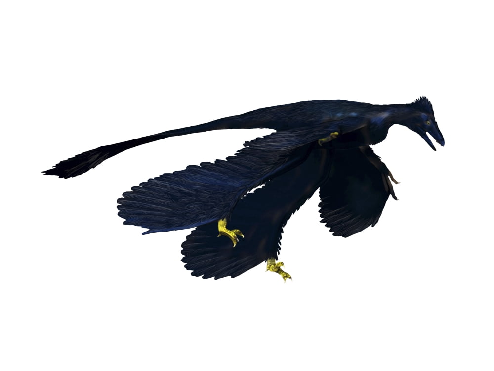 Microraptor dinosaur Canvas Art - Nobumichi TamuraStocktrek Images (17 x 13)