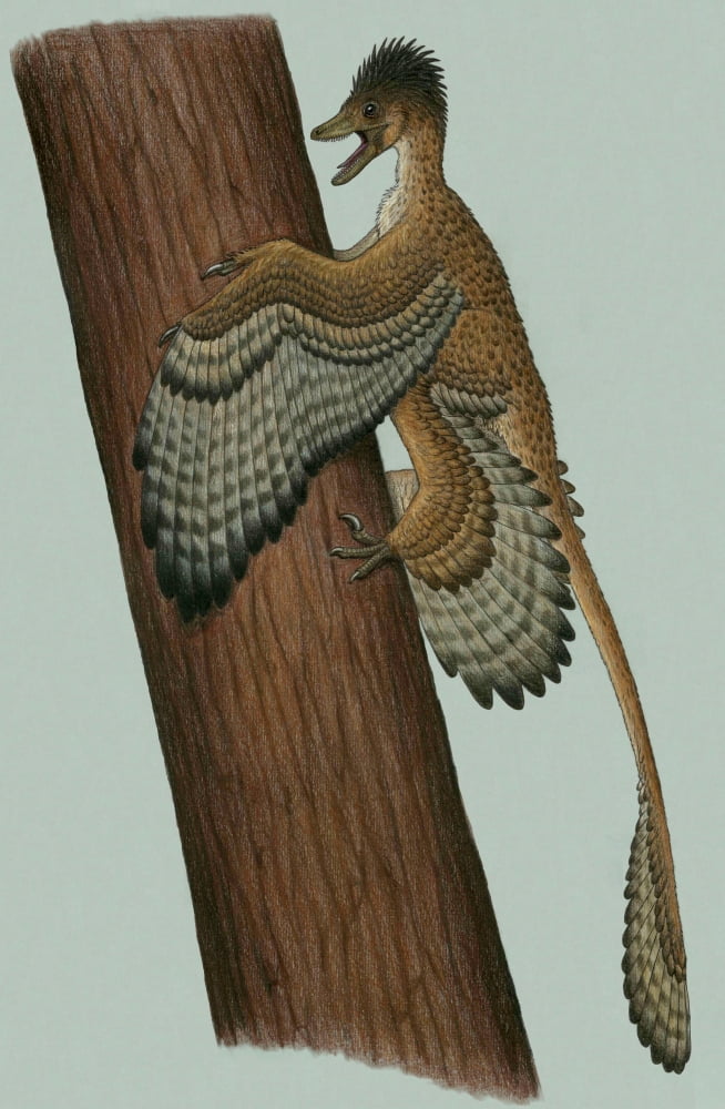 Microraptor gui a small theropod from the Early Cretaceous period Canvas Art - Heraldo MussoliniStocktrek Images (23 x 35)