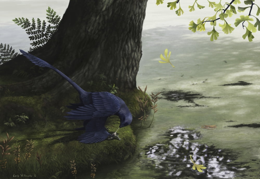 Microraptor gui eating a small fish Canvas Art - Emily WilloughbyStocktrek Images (18 x 12)