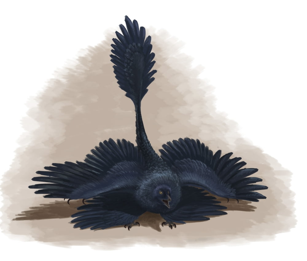 Microraptor gui spreads its four wings to look as large as possible Canvas Art - Emily WilloughbyStocktrek Images (30 x 26)