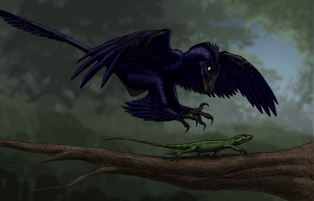 Microraptor hunting a small lizard on a tree branch Canvas Art - Vitor SilvaStocktrek images (35 x 23)