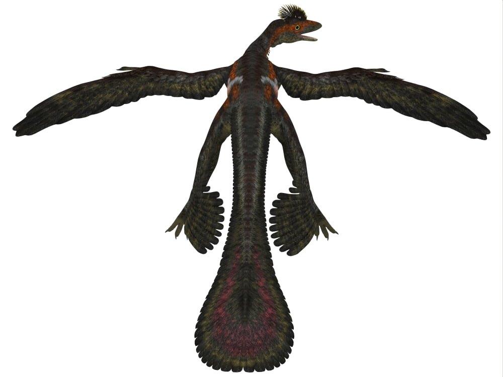 Microraptor was a flying dinosaur that lived during the Cretaceous Period Canvas Art - Corey FordStocktrek Images (17 x 13)