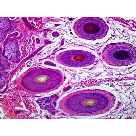 Microscope Slide, Hairy Skin, Mammalian; Showing Skin Structures Such as Glands and Hair; Section by Go Science Crazy
