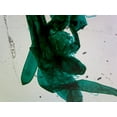 thumbnail image 1 of Microscope Slide, Whole-Mount, Chlorophyta Green Algae; Chara; Showing Reproductive Organs; by Go Science Crazy, 1 of 1