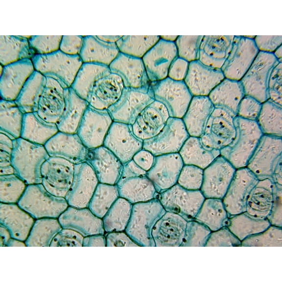 Microscope Slide of Monocot Epidermis; Showing Stomata; Whole-mount by Go Science Crazy