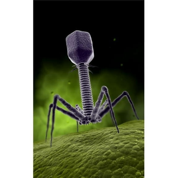Microscopic View of Bacteriophage Poster Print - 11 x 17