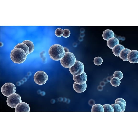 Microscopic View of Streptococcus Poster Print, 17 x 11
