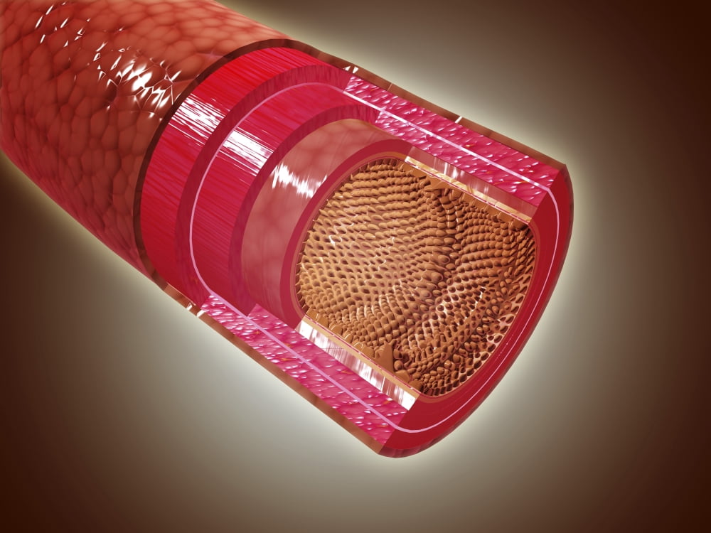 Microscopic cross section view of the small intestine Canvas Art - Stocktrek Images (33 x 25)