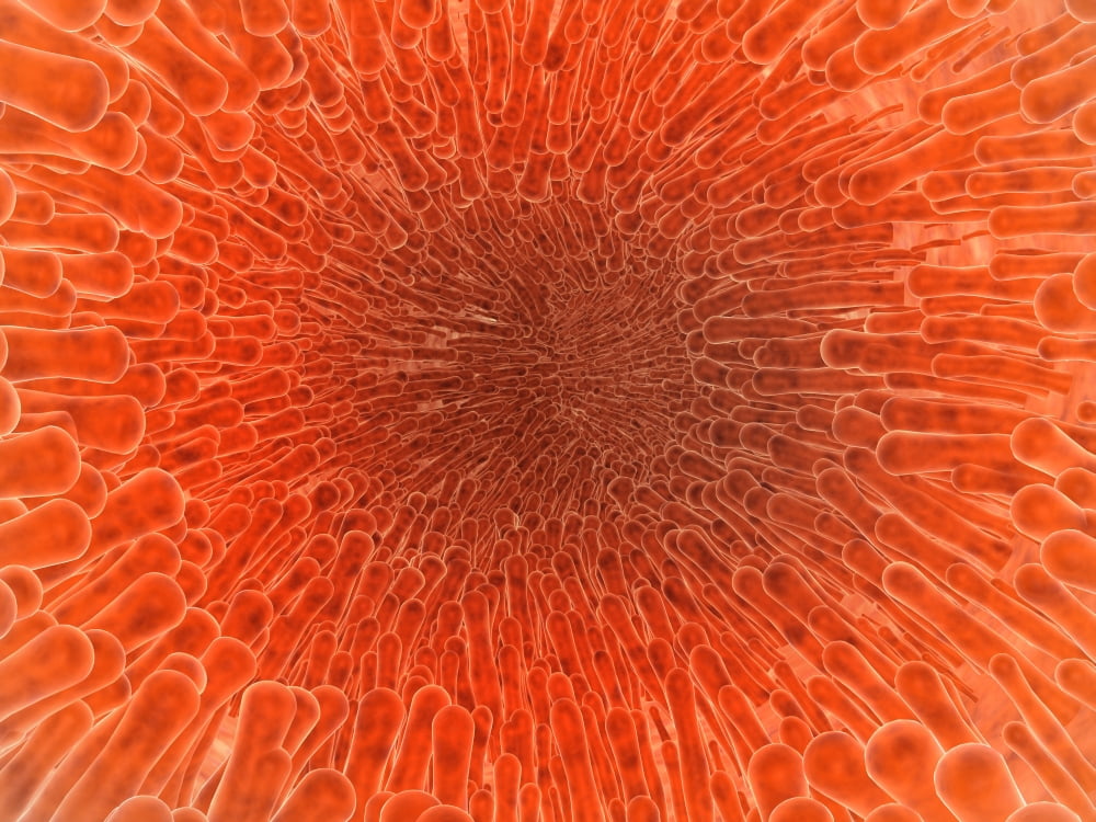 Microscopic view inside of the artery with intestinal villi Canvas Art - Stocktrek Images (17 x 13)