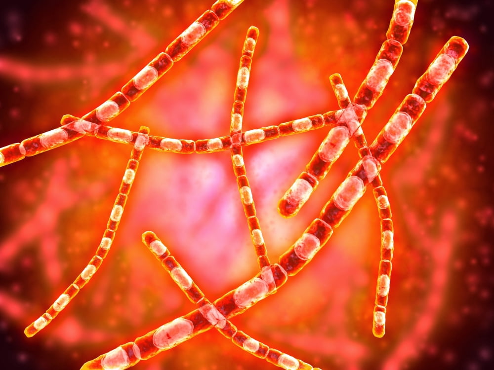 Microscopic view of Anthrax Canvas Art - Stocktrek Images (17 x 13)