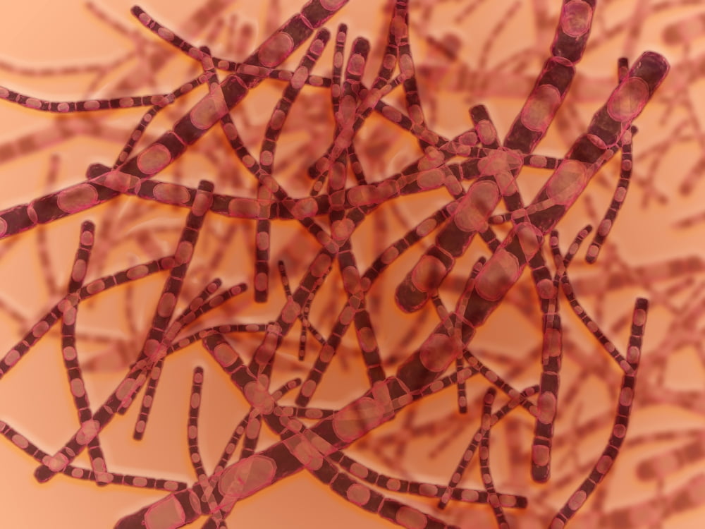 Microscopic view of Anthrax Canvas Art - Stocktrek Images (33 x 25)