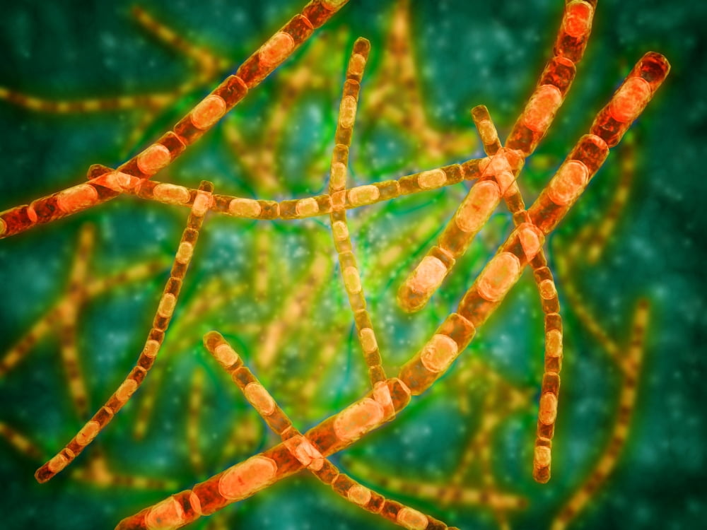 Microscopic view of Anthrax Canvas Art - Stocktrek Images (33 x 25)