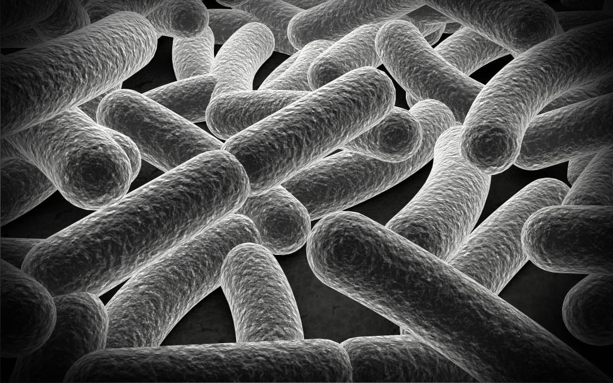 Microscopic view of Bacilli bacteria Canvas Art - Stocktrek Images (18 x 12)
