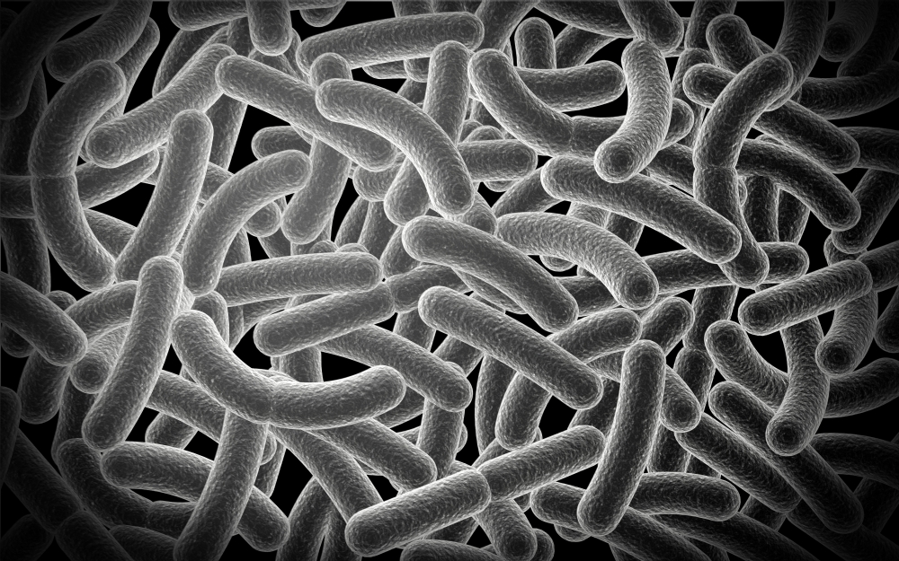 Microscopic view of Bacilli bacteria Canvas Art - Stocktrek Images (36 x 23)