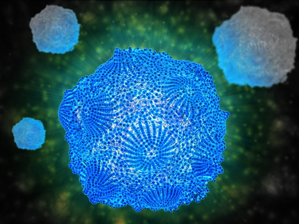 Microscopic view of Canine Parvovirus Canvas Art - Stocktrek Images (33 x 25)