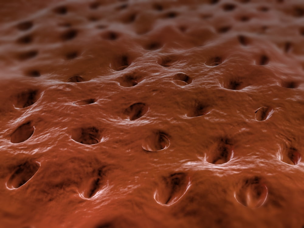 Microscopic view of Dentine Canvas Art - Stocktrek Images (33 x 25)