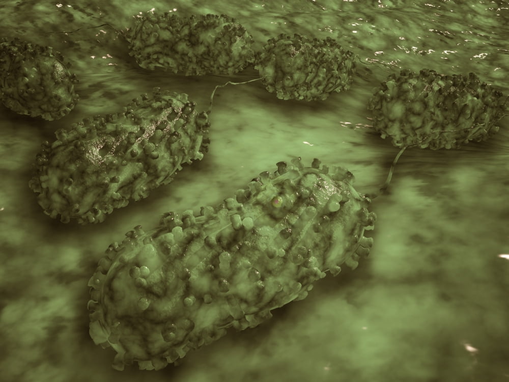 Microscopic view of E coli bacteria cells Canvas Art - Stocktrek Images (17 x 13)