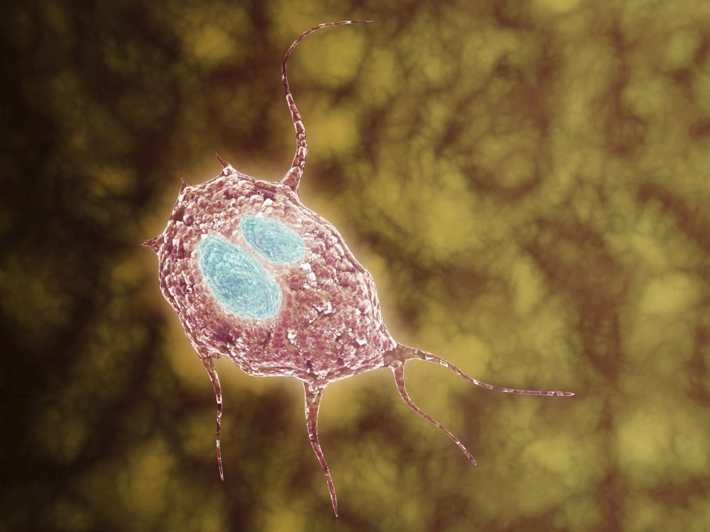 Microscopic view of Giardiasis Canvas Art - Stocktrek Images (33 x 25)