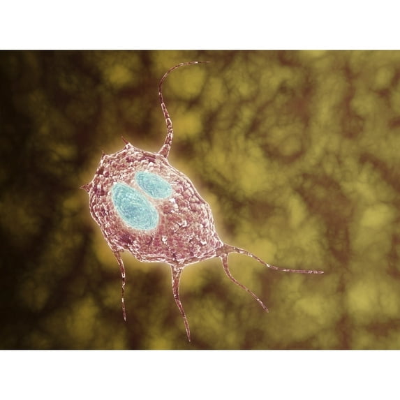 Microscopic view of Giardiasis Poster Print