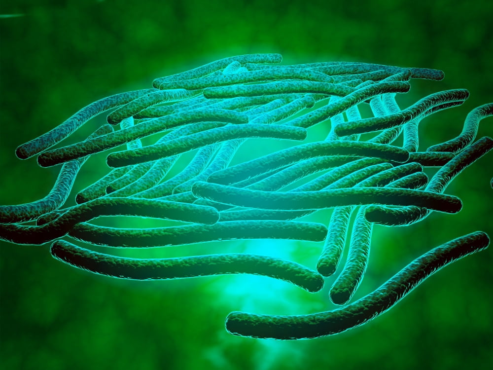 Microscopic view of Legionella pneumophila Canvas Art - Stocktrek Images (33 x 25)