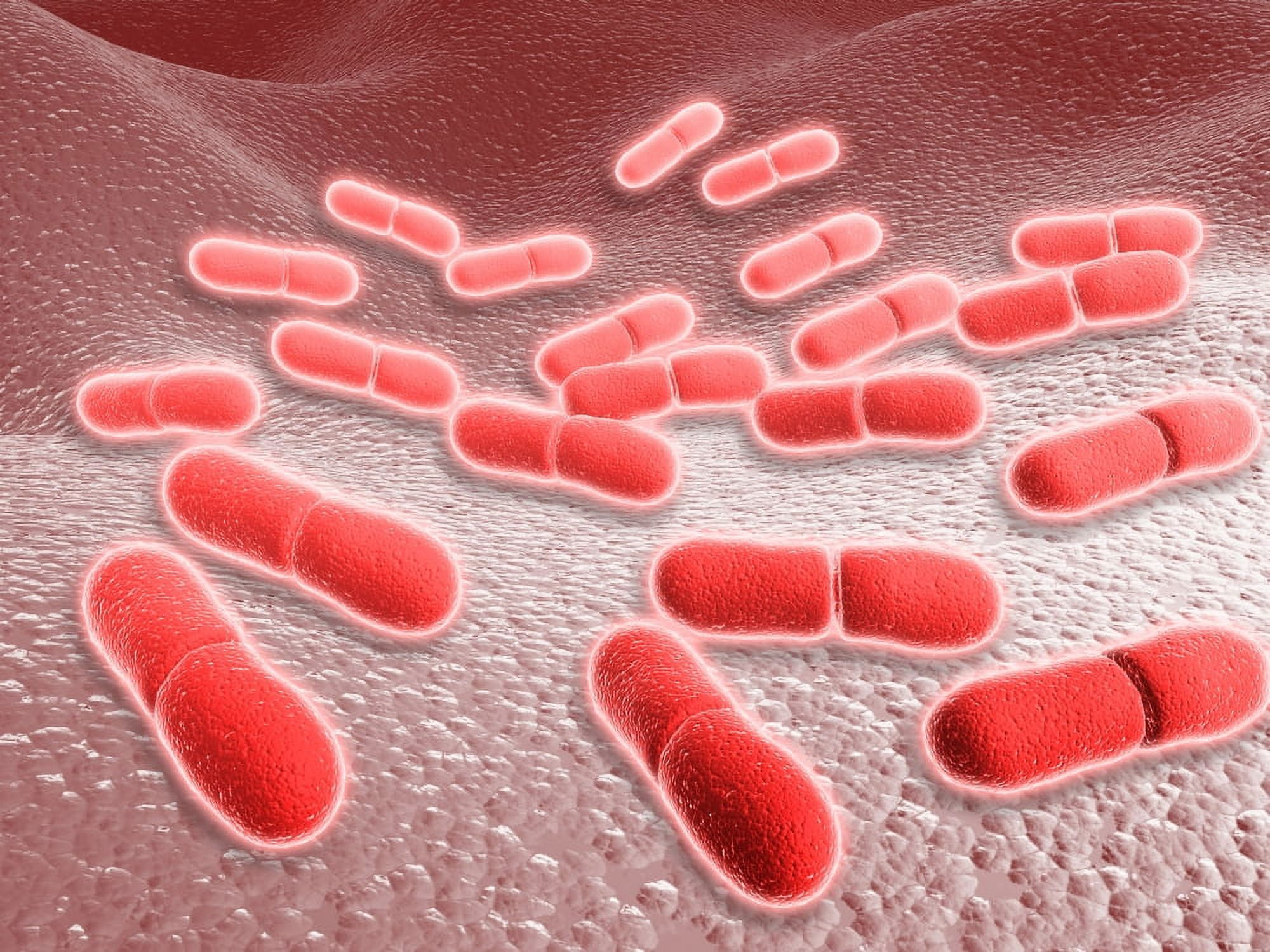 Microscopic view of Listeria monocytogenes Canvas Art - Stocktrek Images (17 x 13)