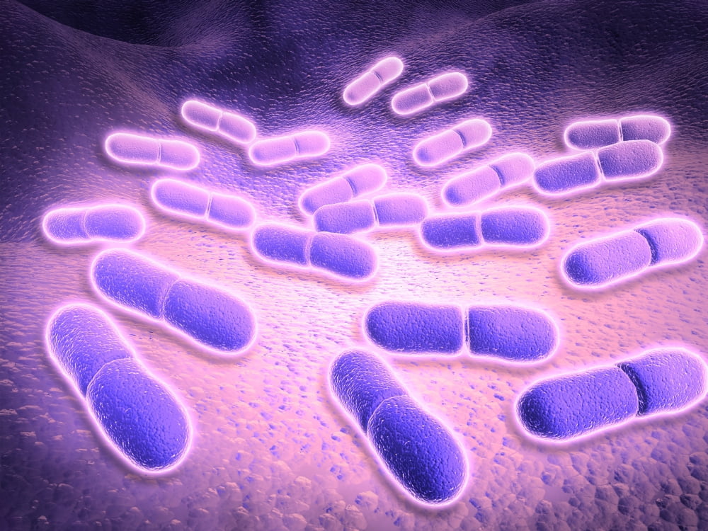 Microscopic view of Listeria monocytogenes Canvas Art - Stocktrek Images (17 x 13)