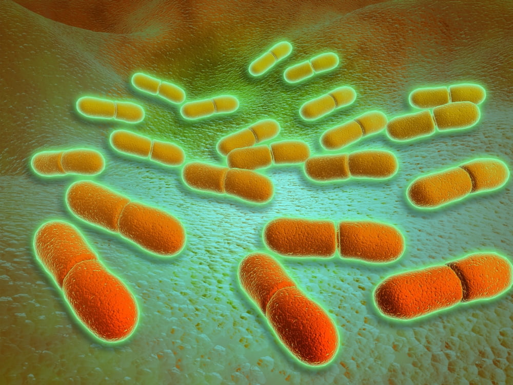 Microscopic view of Listeria monocytogenes Canvas Art - Stocktrek Images (17 x 13)