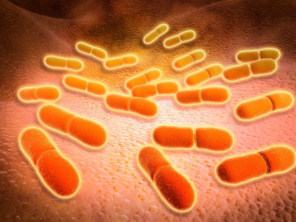 Microscopic view of Listeria monocytogenes Canvas Art - Stocktrek Images (33 x 25)