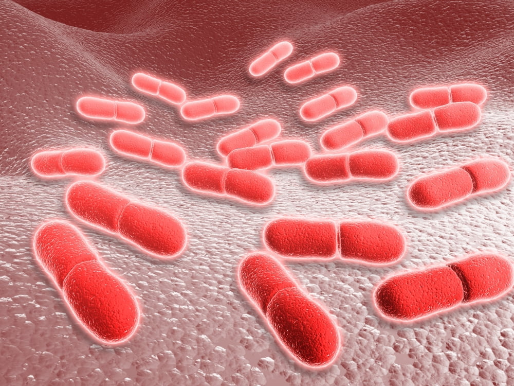 Microscopic view of Listeria monocytogenes Canvas Art - Stocktrek Images (33 x 25)