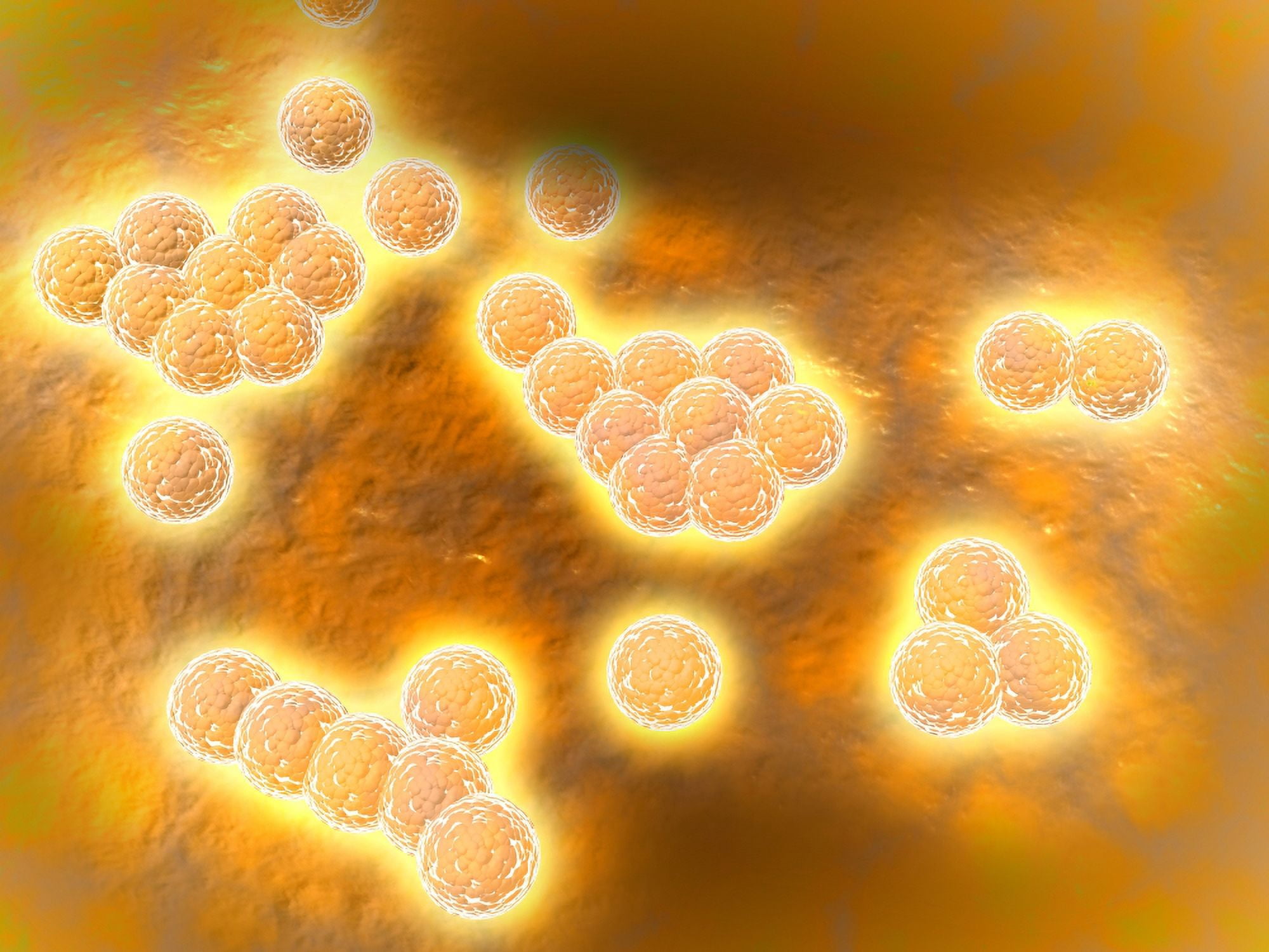 Microscopic view of Methicillin-resistant Staphylococcus aureus Canvas Art - Stocktrek Images (33 x 25)