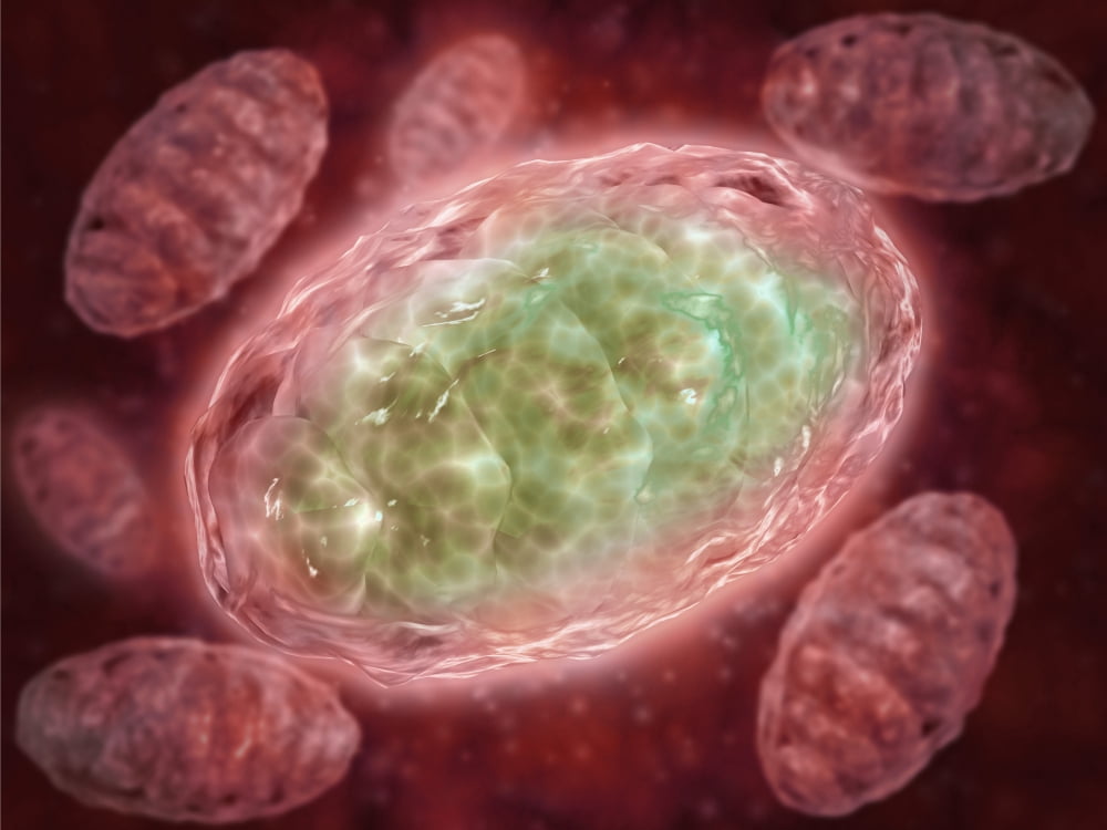 Microscopic view of Mitochondria Canvas Art - Stocktrek Images (17 x 13)