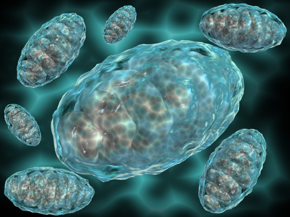 Microscopic view of Mitochondria Canvas Art - Stocktrek Images (33 x 25)