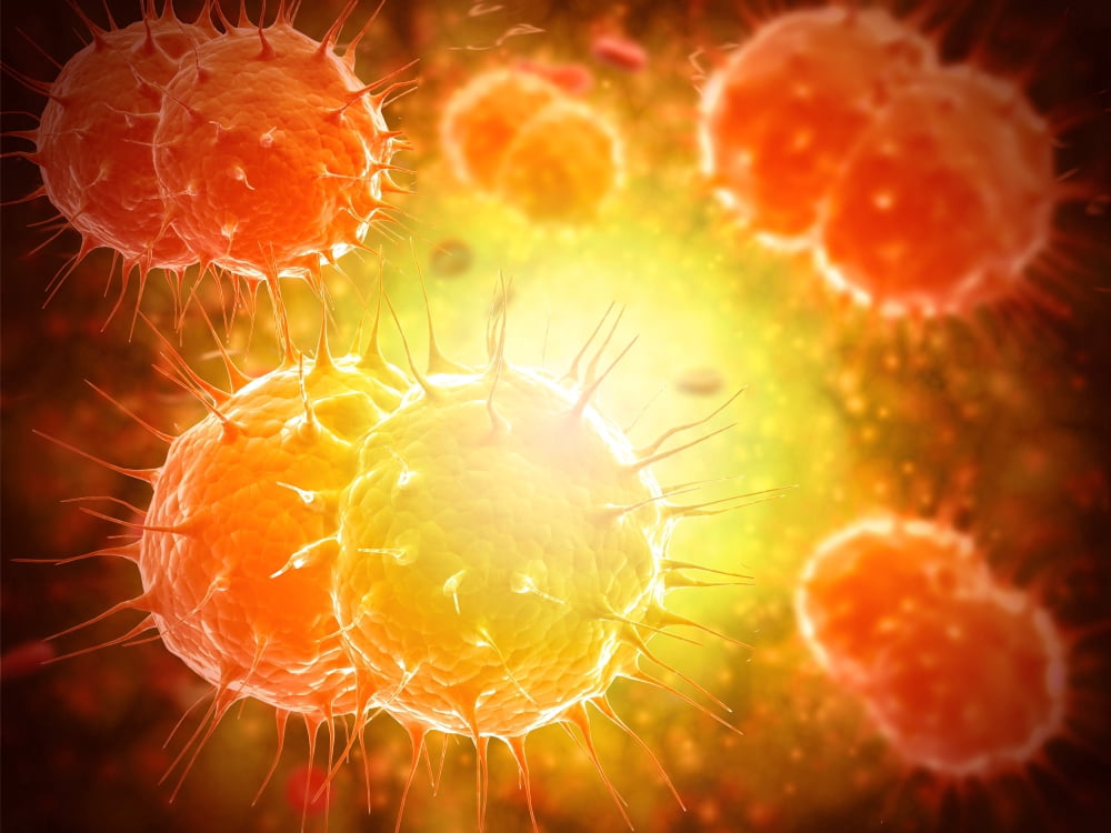 Microscopic view of Neisseria gonorrhoeae Canvas Art - Stocktrek Images (33 x 25)
