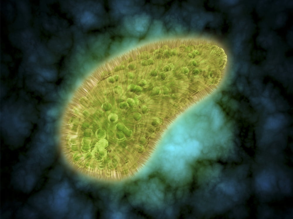Microscopic view of Paramecium bursaria Canvas Art - Stocktrek Images (33 x 25)