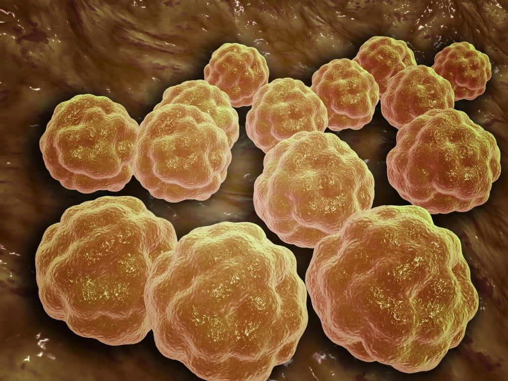 Microscopic view of Rubella virus Canvas Art - Stocktrek Images (33 x 25)