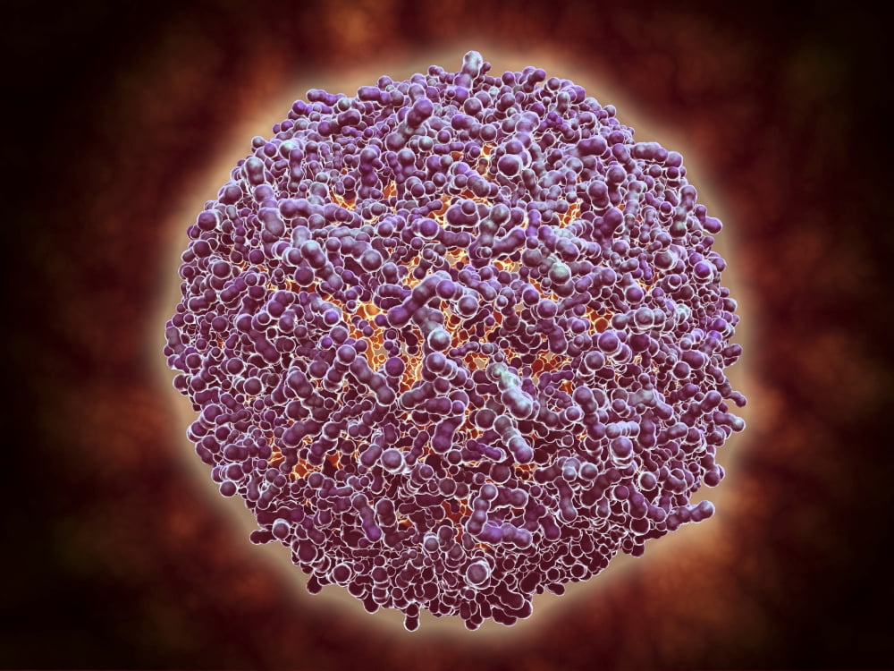 Microscopic view of Sindbis virus Canvas Art - Stocktrek Images (33 x 25)