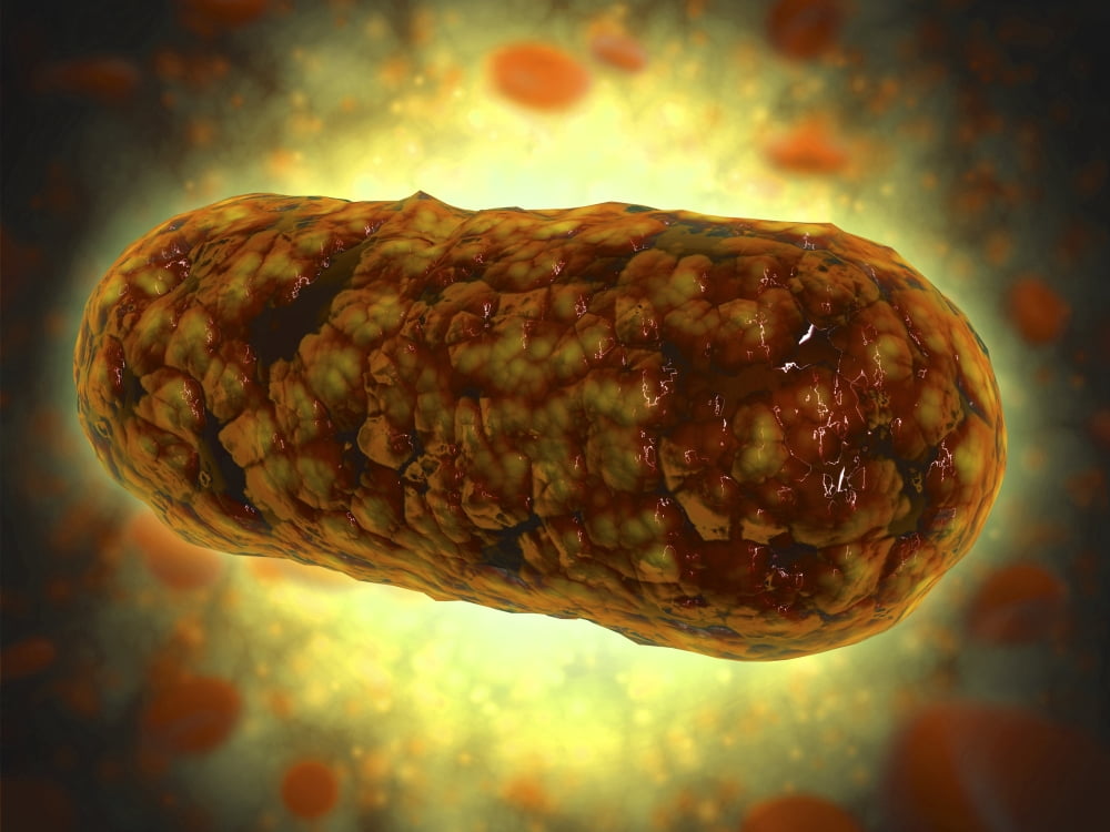 Microscopic view of Yersinia Canvas Art - Stocktrek Images (33 x 25)
