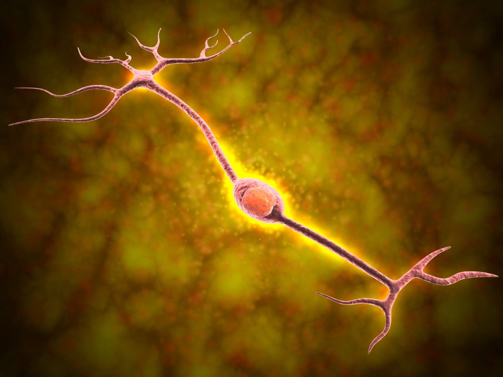 Microscopic view of a bipolar neuron Canvas Art - Stocktrek Images (17 x 13)
