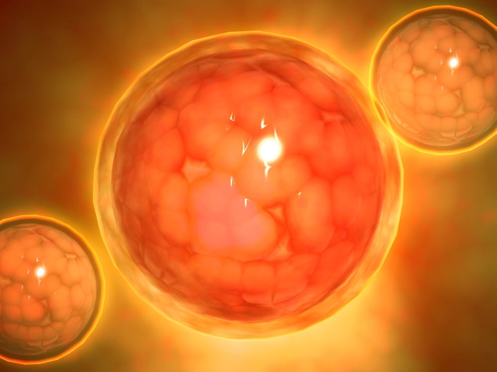 Microscopic view of a blastula during pregnancy Canvas Art - Stocktrek Images (17 x 13)