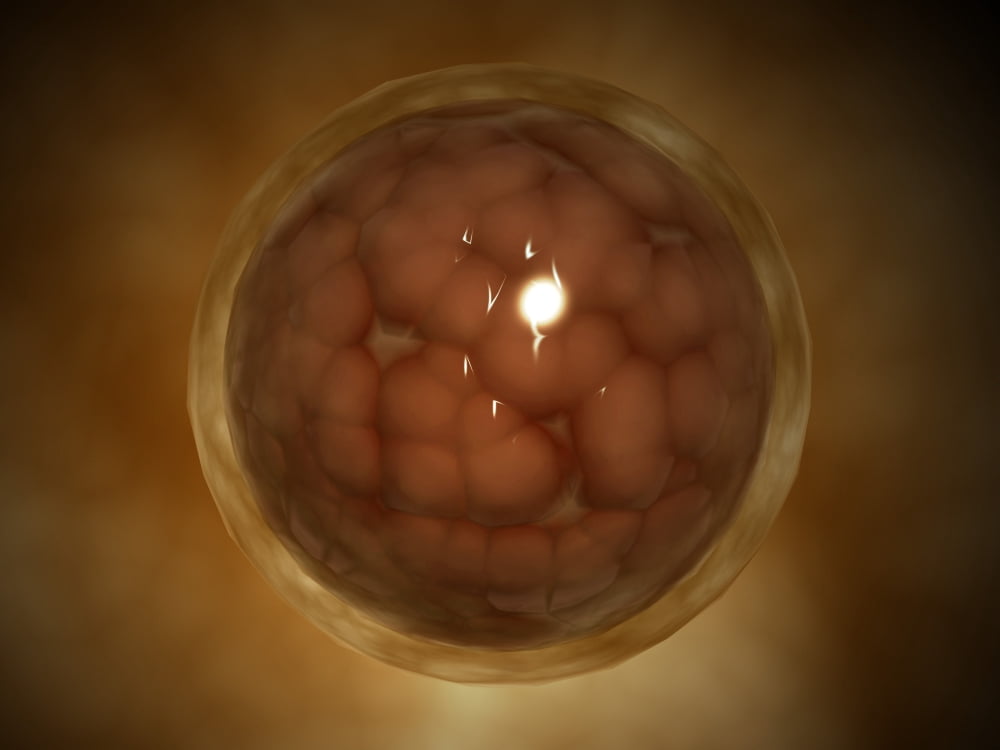Microscopic view of a blastula during pregnancy Canvas Art - Stocktrek Images (33 x 25)