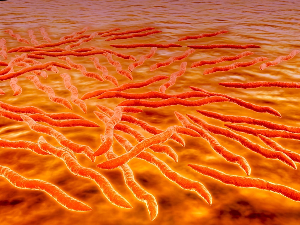Microscopic view of a group of Borrelia burgdorferi Canvas Art - Stocktrek Images (17 x 13)