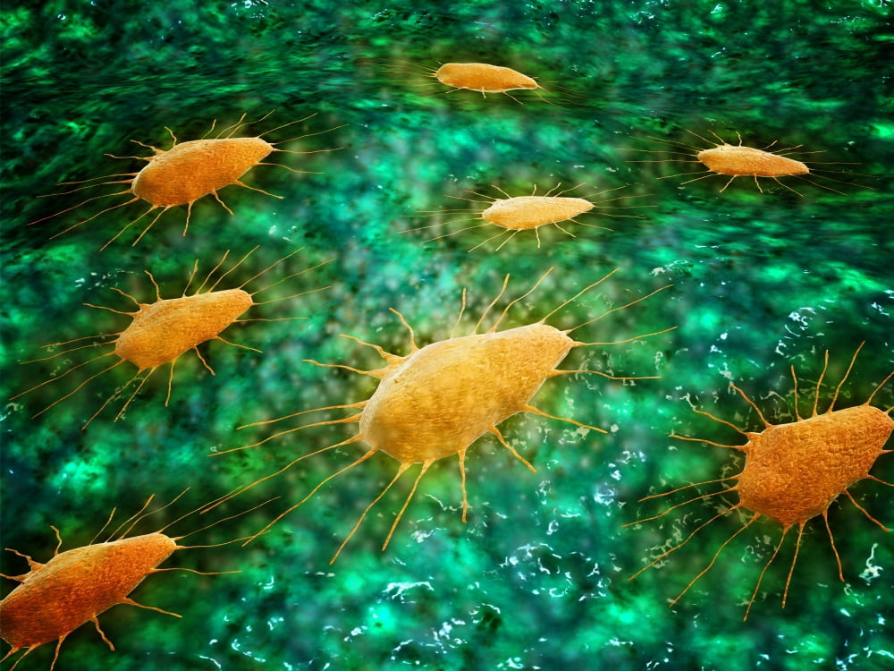 Microscopic view of a group of macrophages Canvas Art - Stocktrek Images (17 x 13)