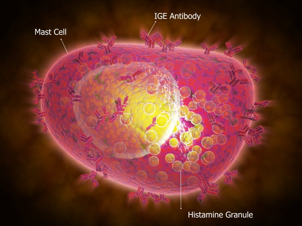 Microscopic view of a mast cell Canvas Art - Stocktrek Images (17 x 13)
