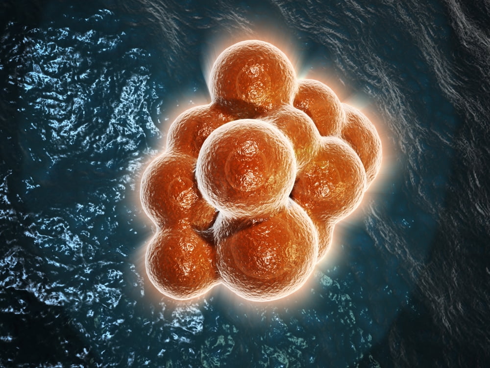 Microscopic view of a stem cell Canvas Art - Stocktrek Images (17 x 13)